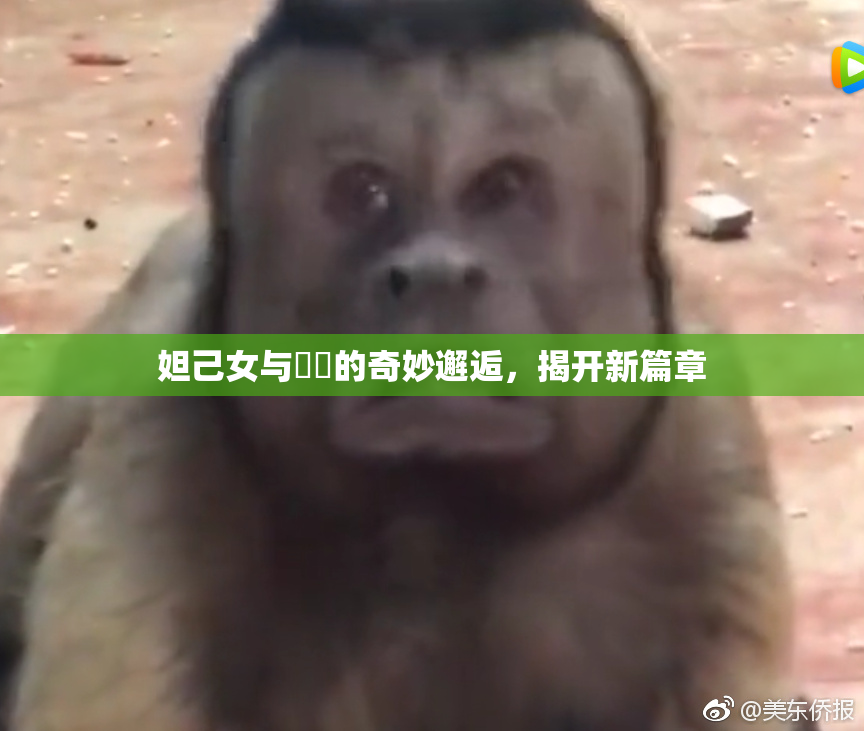 妲己女与❌‌的奇妙邂逅，揭开新篇章