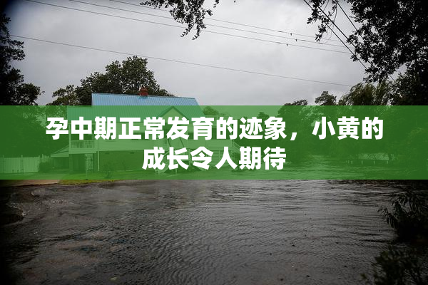 孕中期正常发育的迹象，小黄的成长令人期待