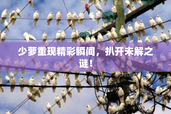 少萝重现精彩瞬间，扒开未解之谜！