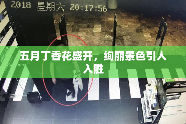 五月丁香花盛开，绚丽景色引人入胜