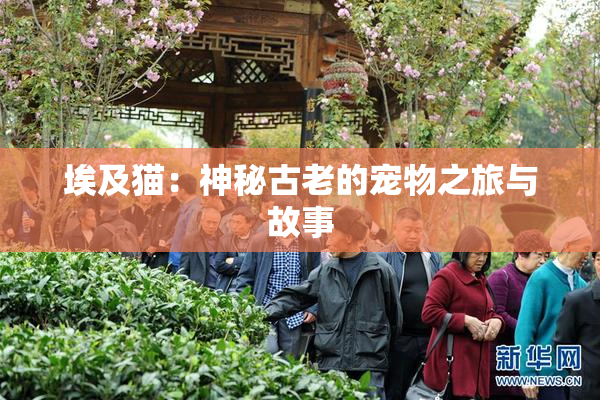 埃及猫：神秘古老的宠物之旅与故事