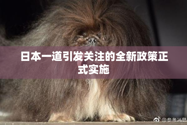 日本一道引发关注的全新政策正式实施
