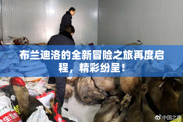 布兰迪洛的全新冒险之旅再度启程，精彩纷呈！