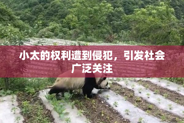 小太的权利遭到侵犯，引发社会广泛关注