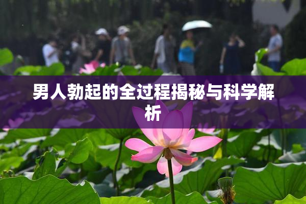 男人勃起的全过程揭秘与科学解析