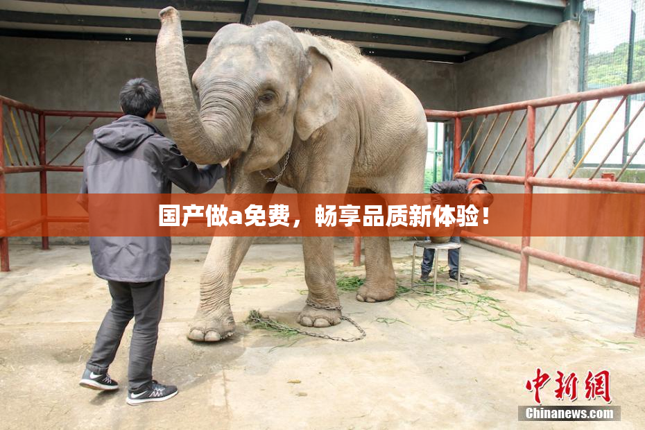 国产做a免费，畅享品质新体验！
