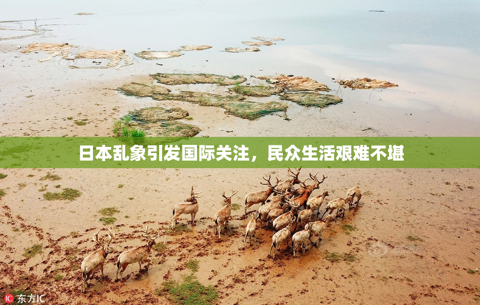 日本乱象引发国际关注，民众生活艰难不堪
