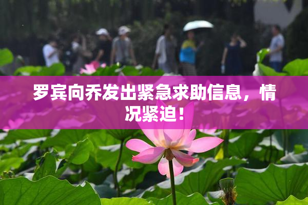罗宾向乔发出紧急求助信息，情况紧迫！