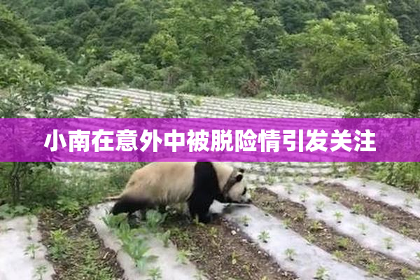 小南在意外中被脱险情引发关注