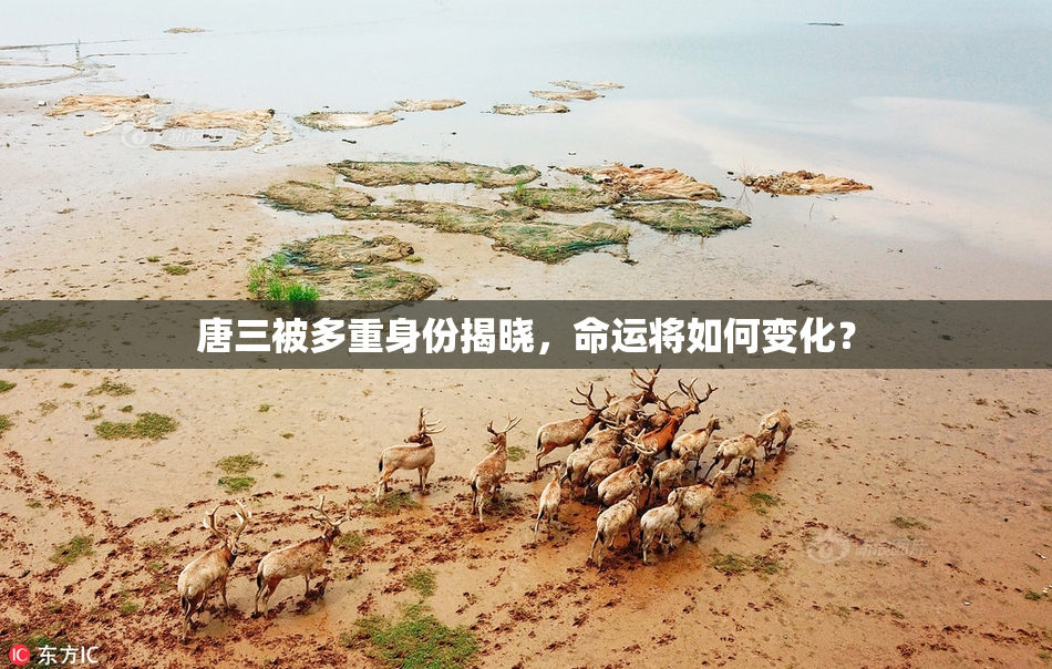 唐三被多重身份揭晓，命运将如何变化？
