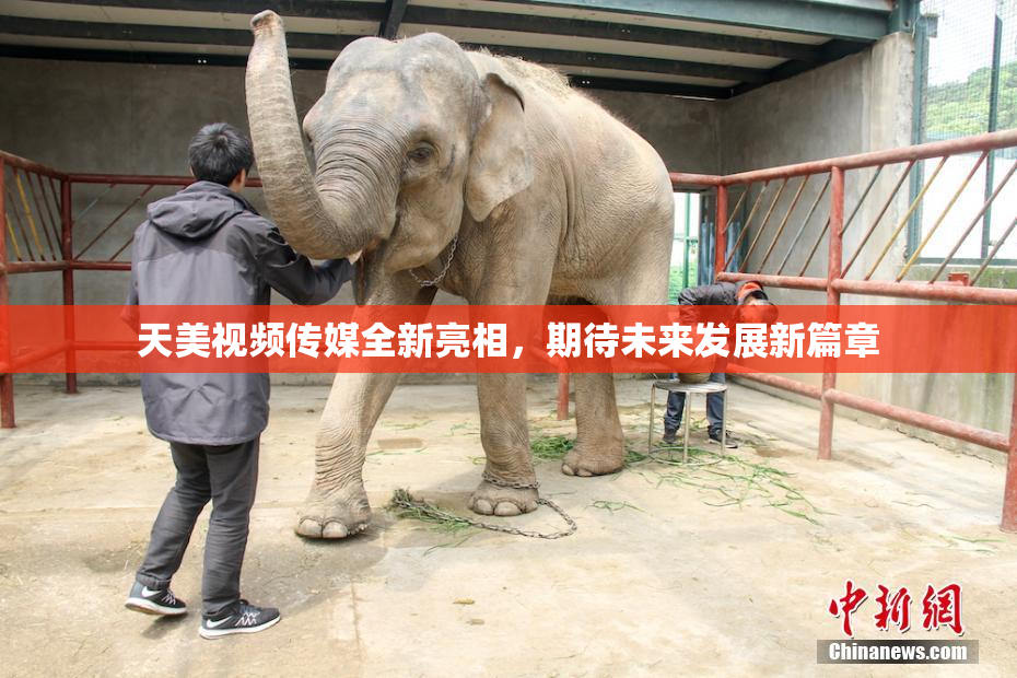 天美视频传媒全新亮相，期待未来发展新篇章