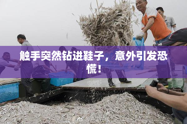 触手突然钻进鞋子，意外引发恐慌！