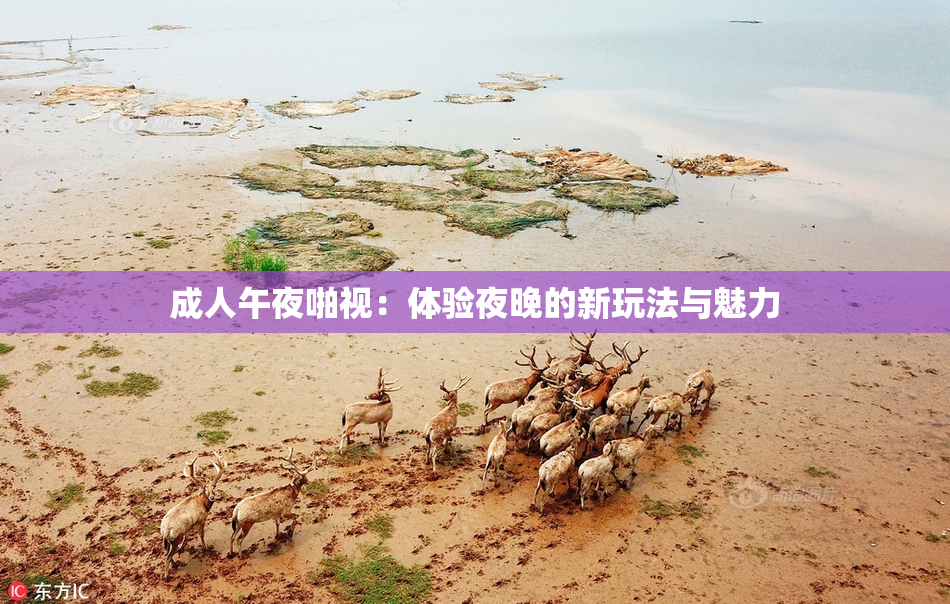 成人午夜啪视：体验夜晚的新玩法与魅力