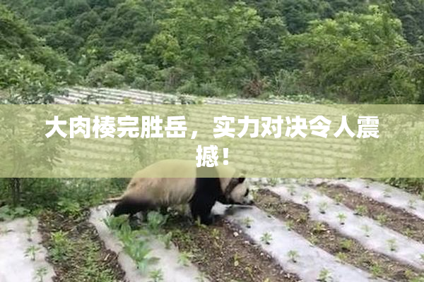 大肉楱完胜岳，实力对决令人震撼！