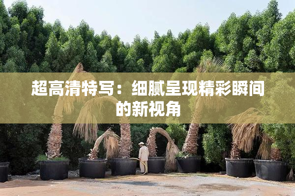 超高清特写：细腻呈现精彩瞬间的新视角
