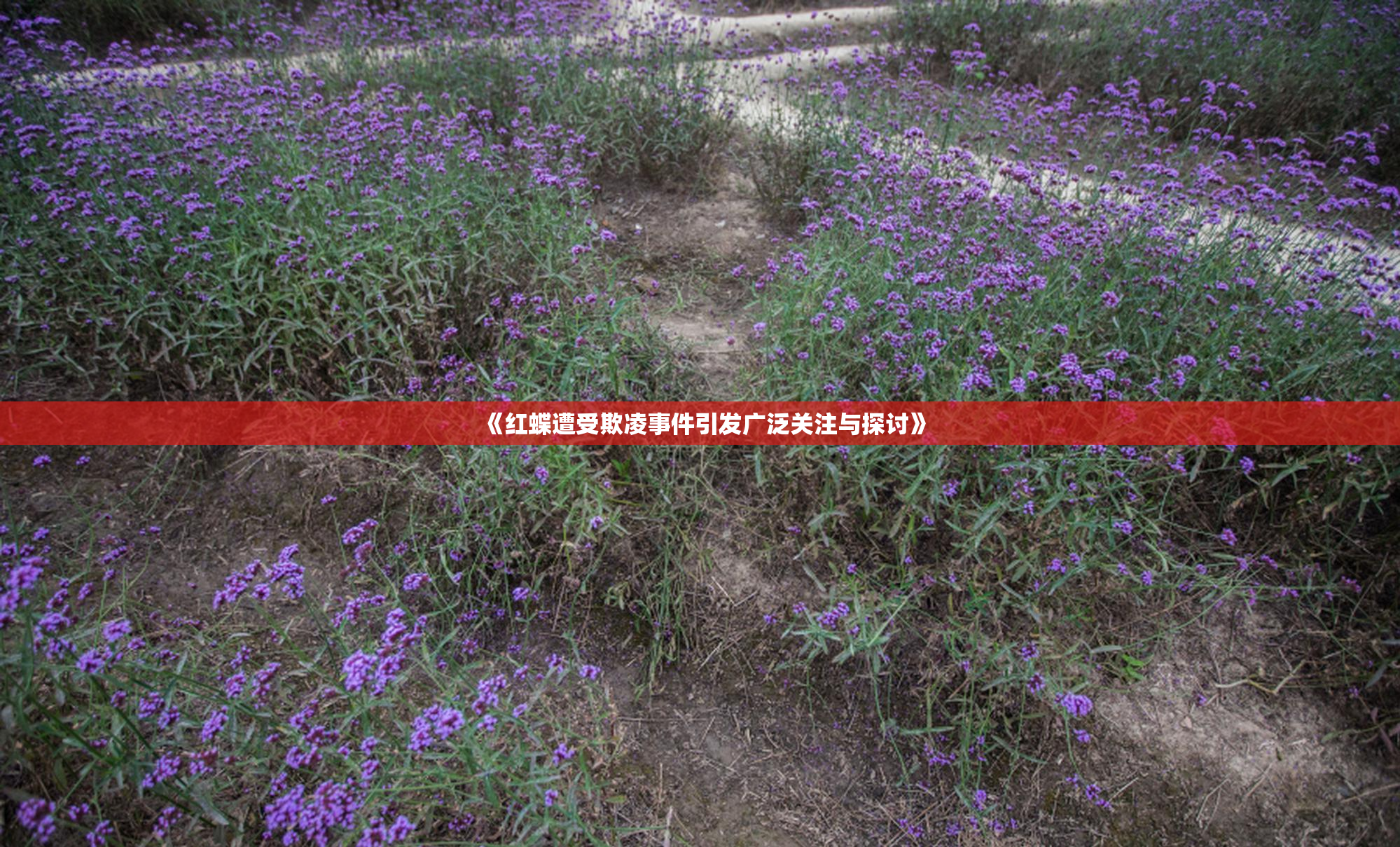 《红蝶遭受欺凌事件引发广泛关注与探讨》