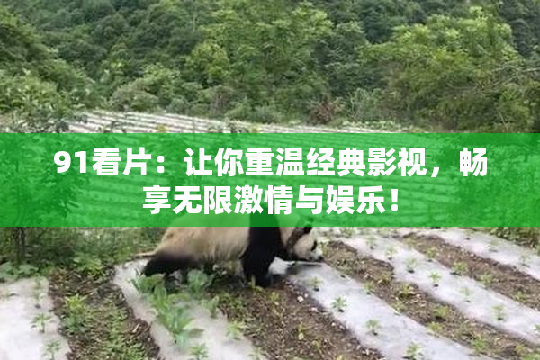 91看片：让你重温经典影视，畅享无限激情与娱乐！