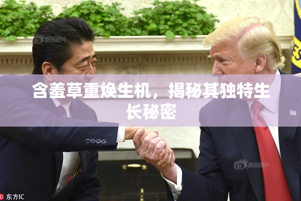 含羞草重焕生机，揭秘其独特生长秘密