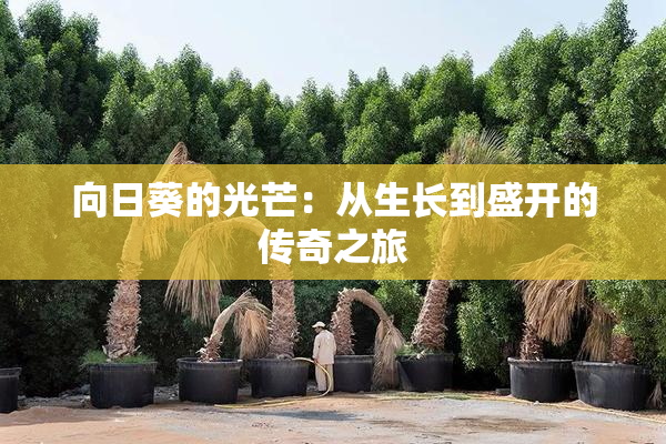 向日葵的光芒：从生长到盛开的传奇之旅