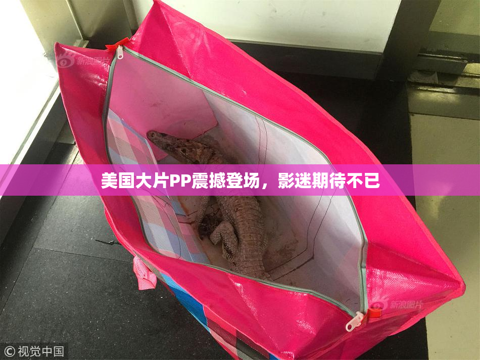 美国大片PP震撼登场，影迷期待不已