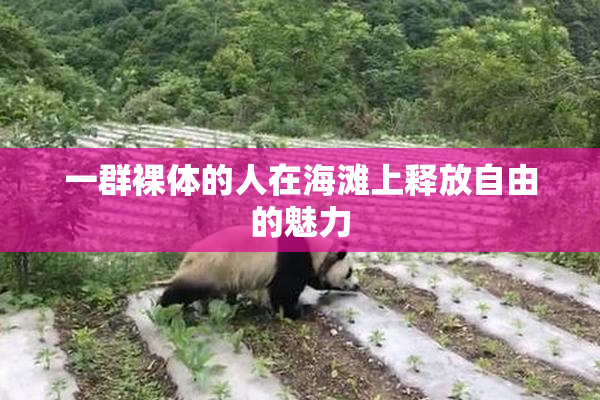 一群裸体的人在海滩上释放自由的魅力