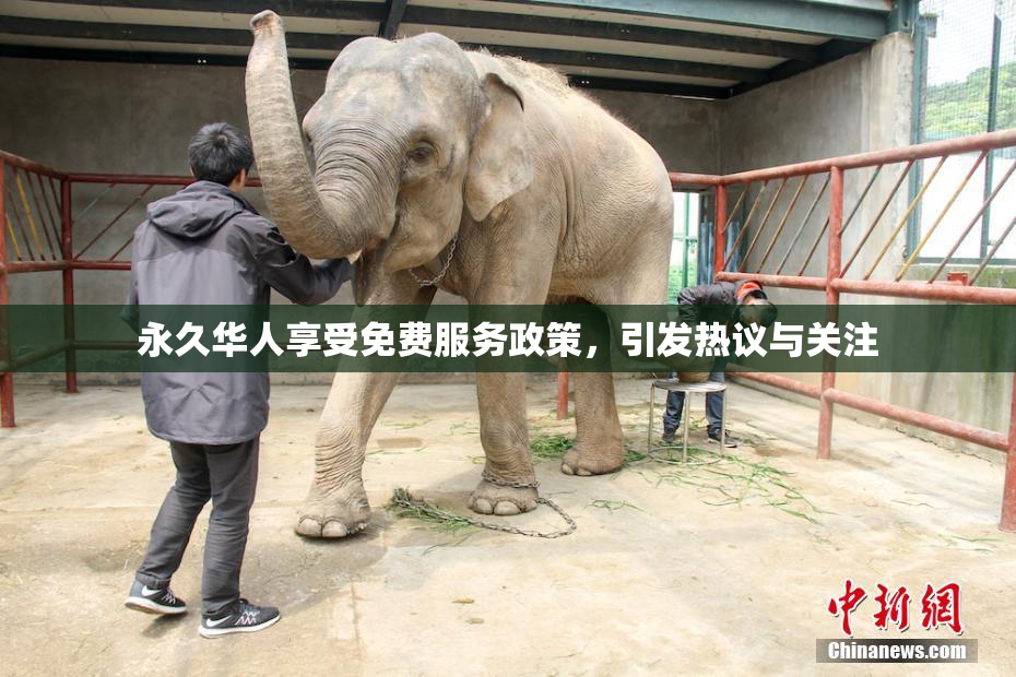 永久华人享受免费服务政策，引发热议与关注