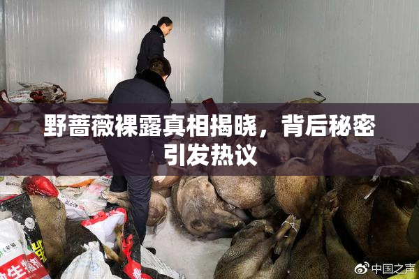 野蔷薇裸露真相揭晓，背后秘密引发热议