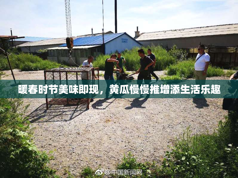 暖春时节美味即现，黄瓜慢慢推增添生活乐趣