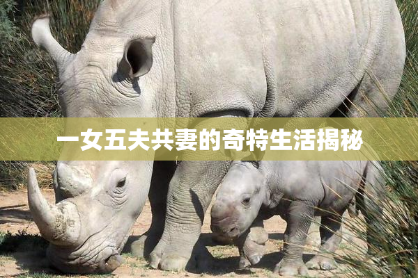 一女五夫共妻的奇特生活揭秘