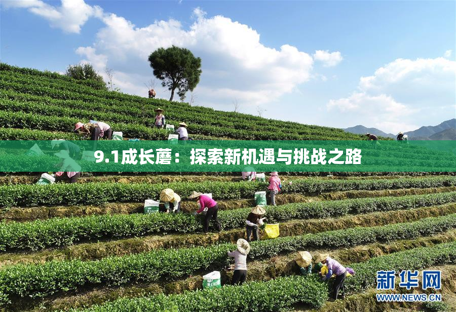 9.1成长蘑：探索新机遇与挑战之路