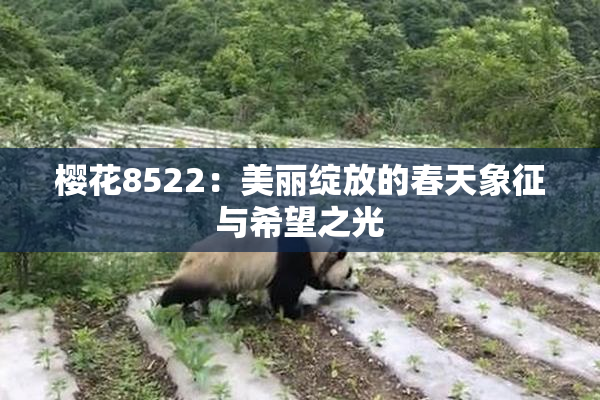 樱花8522：美丽绽放的春天象征与希望之光