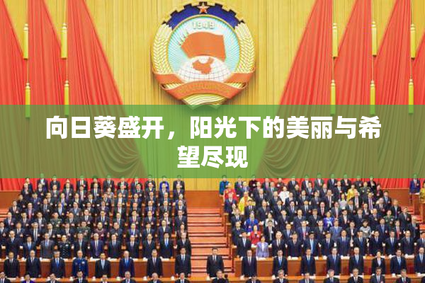 向日葵盛开，阳光下的美丽与希望尽现