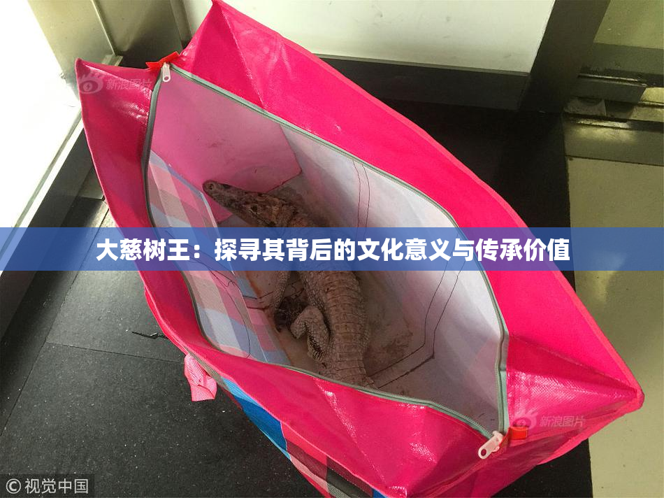 大慈树王：探寻其背后的文化意义与传承价值