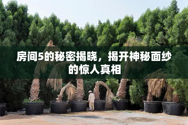 房间5的秘密揭晓，揭开神秘面纱的惊人真相