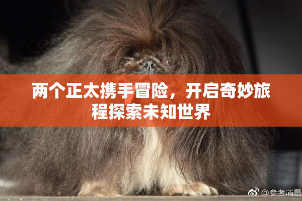 两个正太携手冒险，开启奇妙旅程探索未知世界