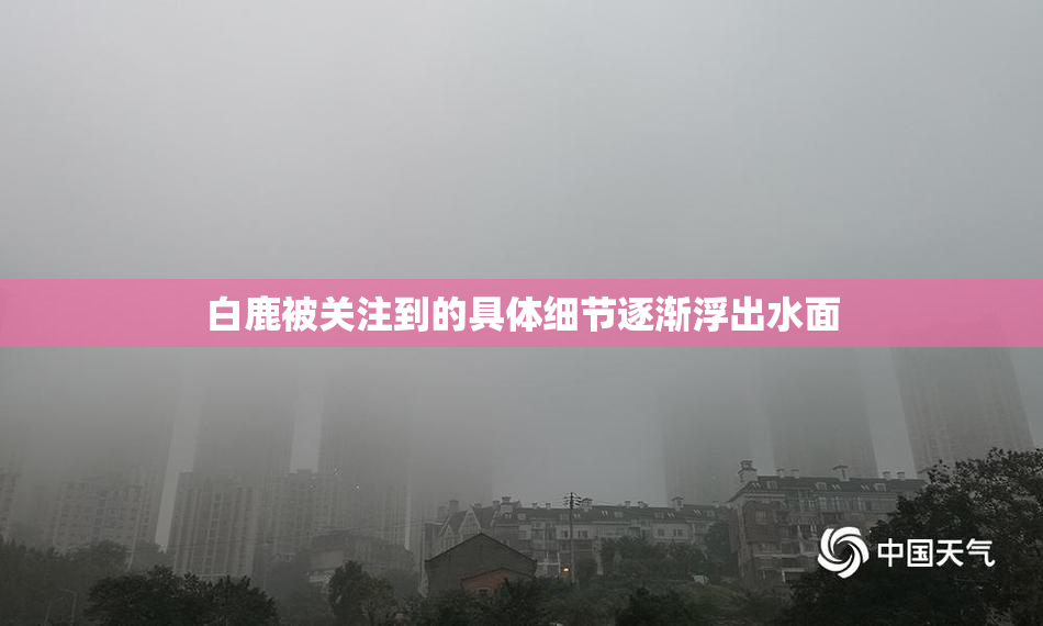 白鹿被关注到的具体细节逐渐浮出水面