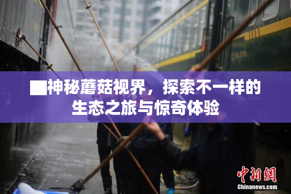 ▇神秘蘑菇视界，探索不一样的生态之旅与惊奇体验
