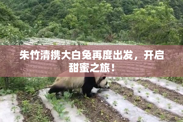 朱竹清携大白兔再度出发，开启甜蜜之旅！