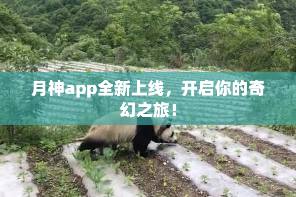 月神app全新上线，开启你的奇幻之旅！