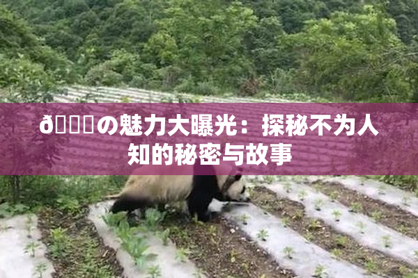 🍆の魅力大曝光：探秘不为人知的秘密与故事