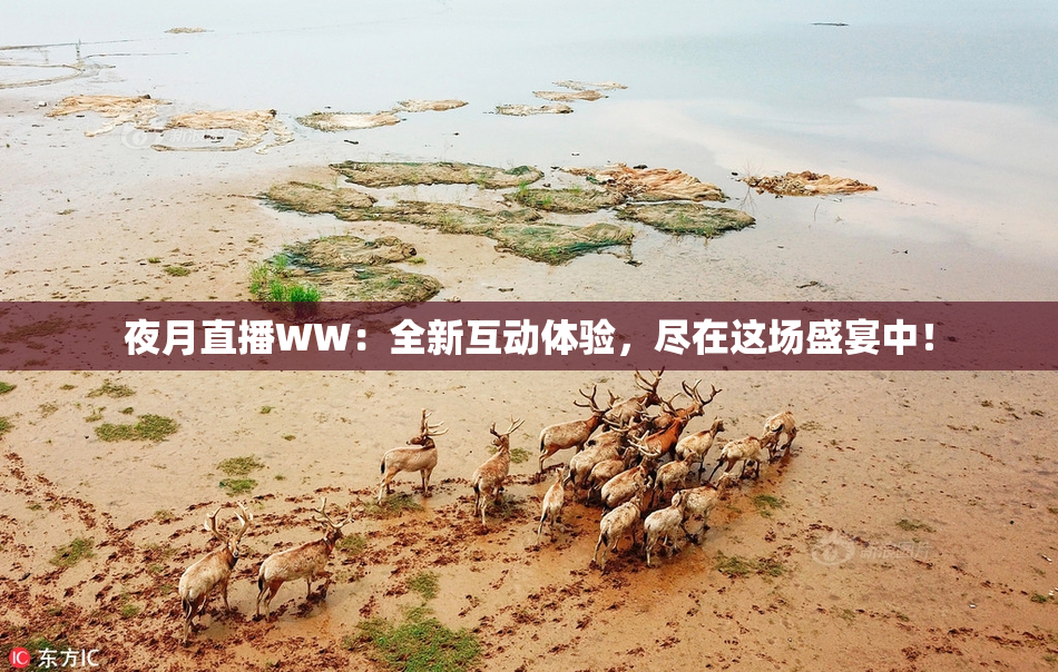 夜月直播WW：全新互动体验，尽在这场盛宴中！