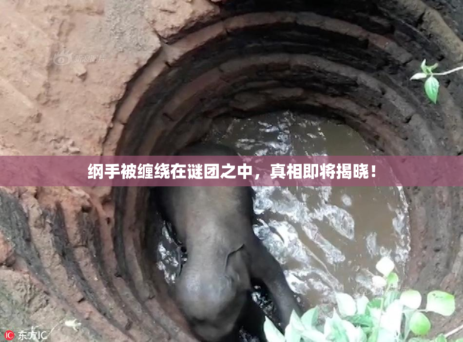 纲手被缠绕在谜团之中，真相即将揭晓！