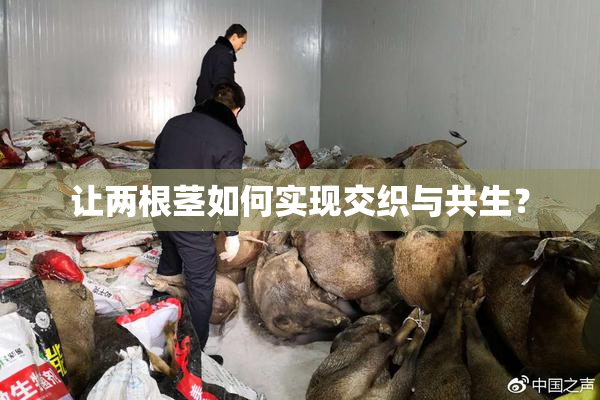 让两根茎如何实现交织与共生？