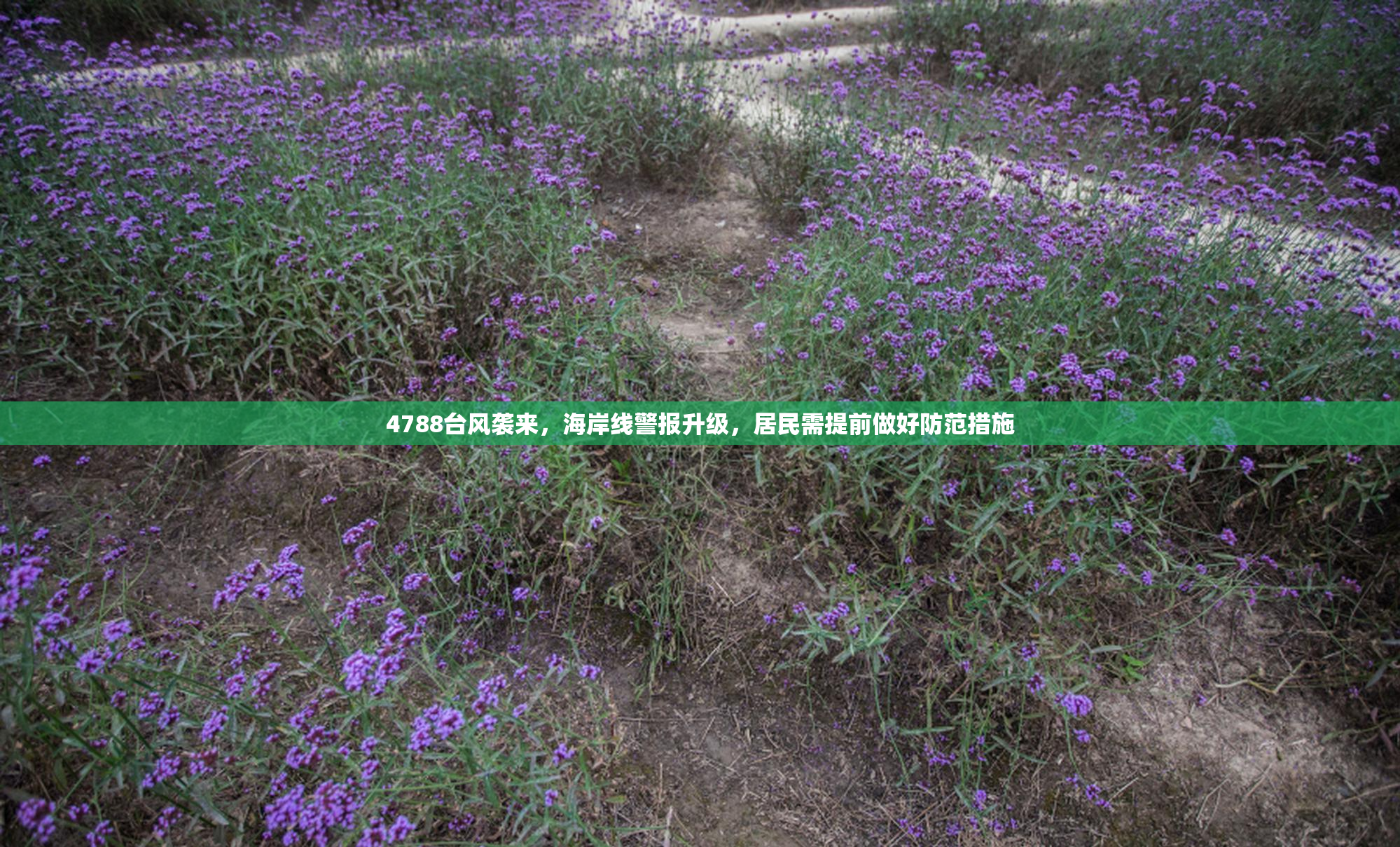 4788台风袭来，海岸线警报升级，居民需提前做好防范措施