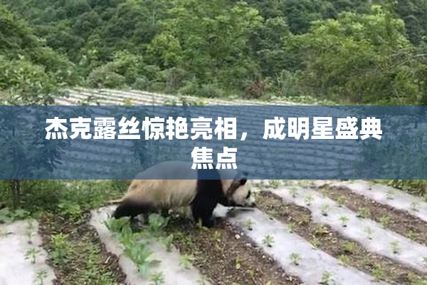 杰克露丝惊艳亮相，成明星盛典焦点
