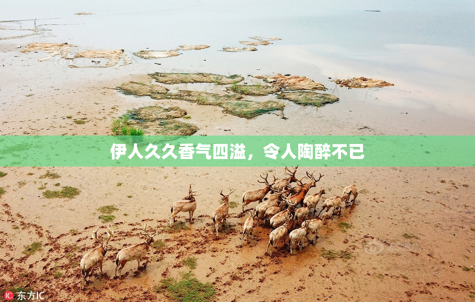 伊人久久香气四溢，令人陶醉不已