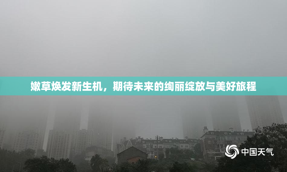 嫩草焕发新生机，期待未来的绚丽绽放与美好旅程