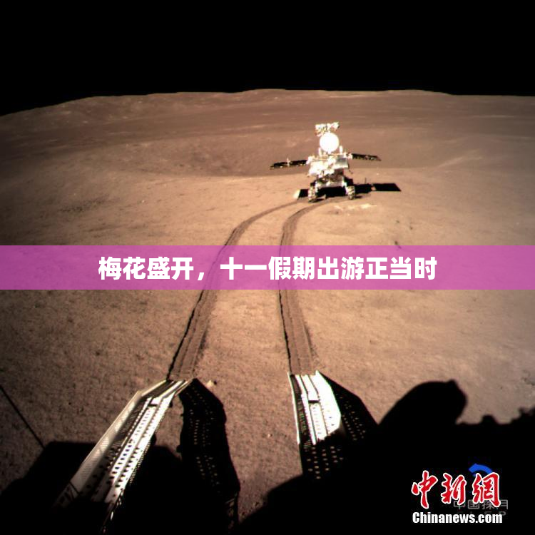 梅花盛开，十一假期出游正当时