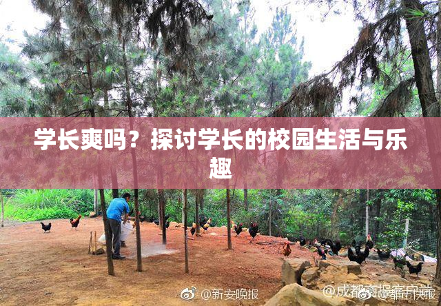 学长爽吗？探讨学长的校园生活与乐趣
