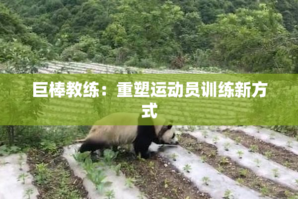 巨棒教练：重塑运动员训练新方式